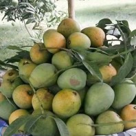 20 KG Gobindo Bhog Aam (Satkhira)